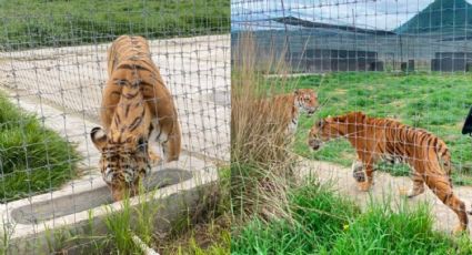 Profepa sigue el traslado de ejemplares rescatados al zoológico de Chapultepec