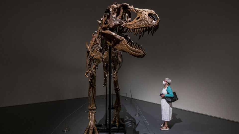 Este dinosaurio es pariente lejano del tiranosaurio rex.