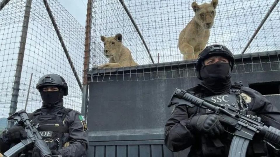 Leones vivían en un refugio en pésimas condiciones