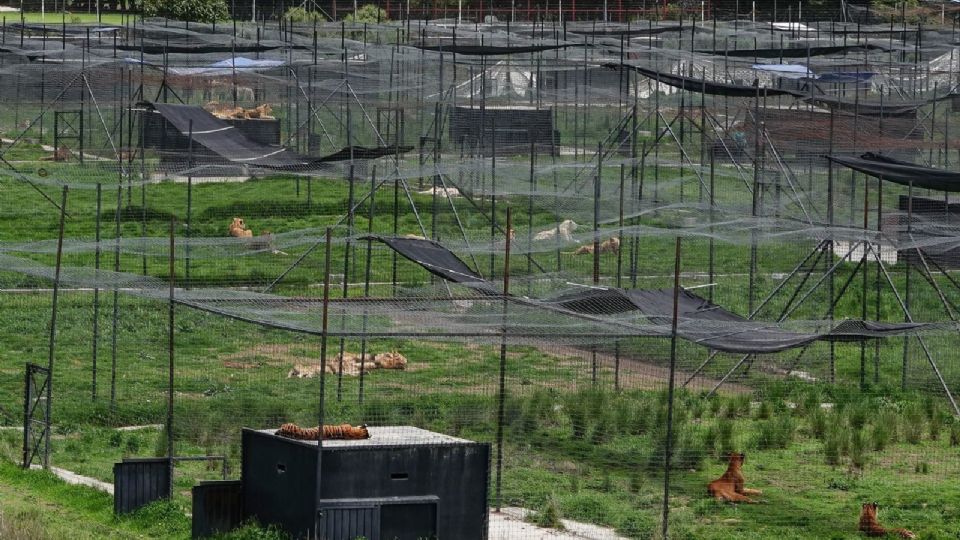 El Santuario Mexicano Jaguar Negro-Tigre Blanco ubicado en el Ajusco fue asegurado por denuncias de abandono y maltrato.