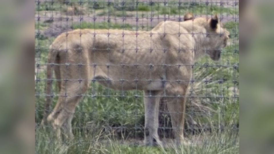 Los animales ya fueron atendidos