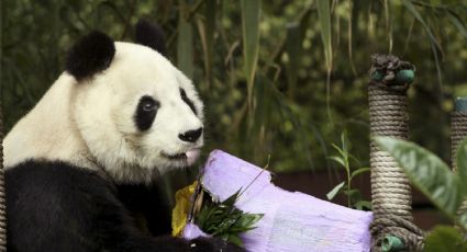 Gestiona GCDMX la posibilidad de traer un nuevo ejemplar de panda a México