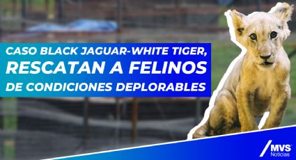 Caso Black Jaguar-White Tiger, rescatan a felinos de condiciones deplorables