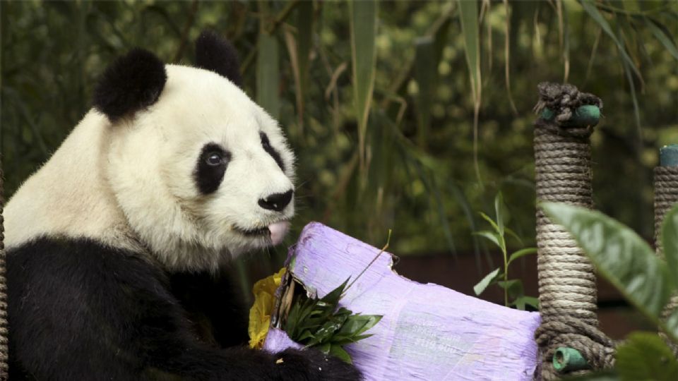 'Shuan Shuan', fue la panda más longeva del Zoológico de Chapultepec.