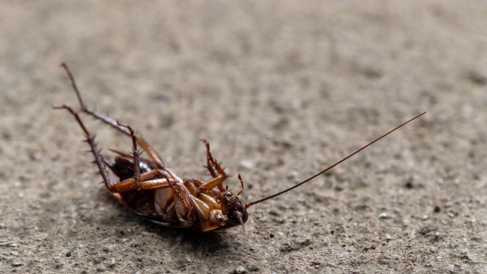 Las cucarachas son portadoras de bacterias que hacen daño a los humanos