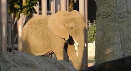 Analizan organizaciones animalistas y GCDMX trasladar a elefanta ‘Ely’ a santuario