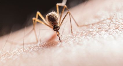 Día Internacional contra el Dengue: conoce qué es este virus y cuáles son los síntomas