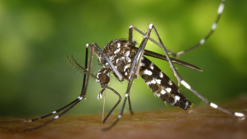 Cada 26 de agosto de conmemora el Día Internacional del Dengue.