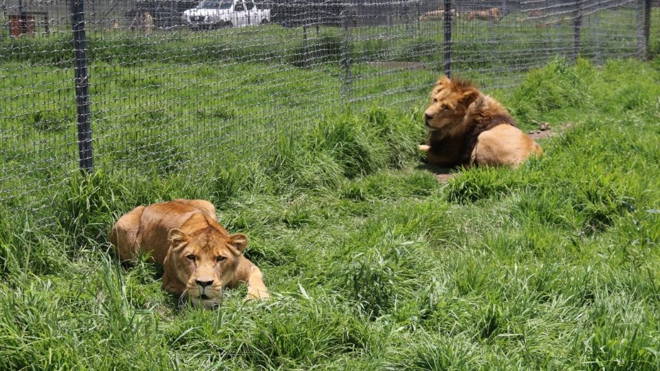 Los leones ya fueron incorporados a otros sitios para su supervivencia.