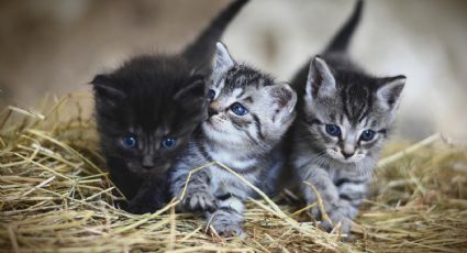 Día Internacional del Gato: conoce esta enfermedad que pone en riesgo su vida