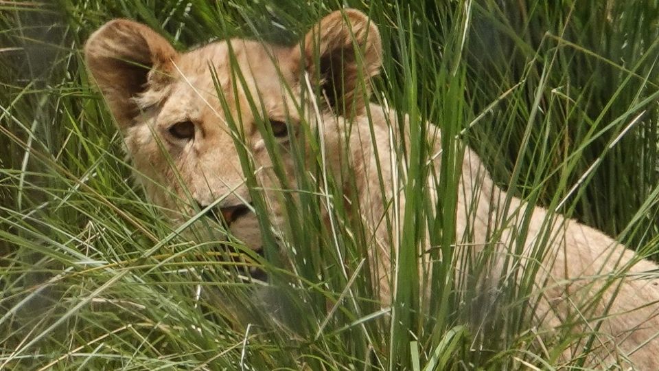 El 22 de julio, tigres y leones fueron trasladados del Santuario Jaguar Negro-Tigre Blanco al Parque African Safari y a Zoológico en Puebla.