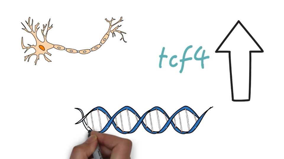 El PHS tiene como origen las mutaciones heterocigotas del gen TCF4