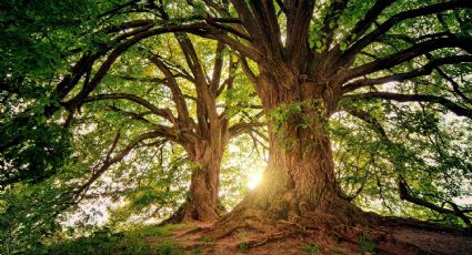 ¿Sabes cuál es el árbol más viejo del mundo?, aquí te decimos