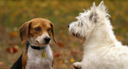 Perros en adopción, así los puedes ayudar a distancia