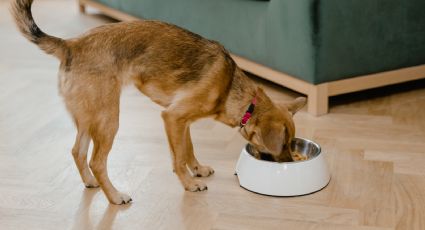 Dieta BARF, así puedes mejorar la alimentación de tus perros