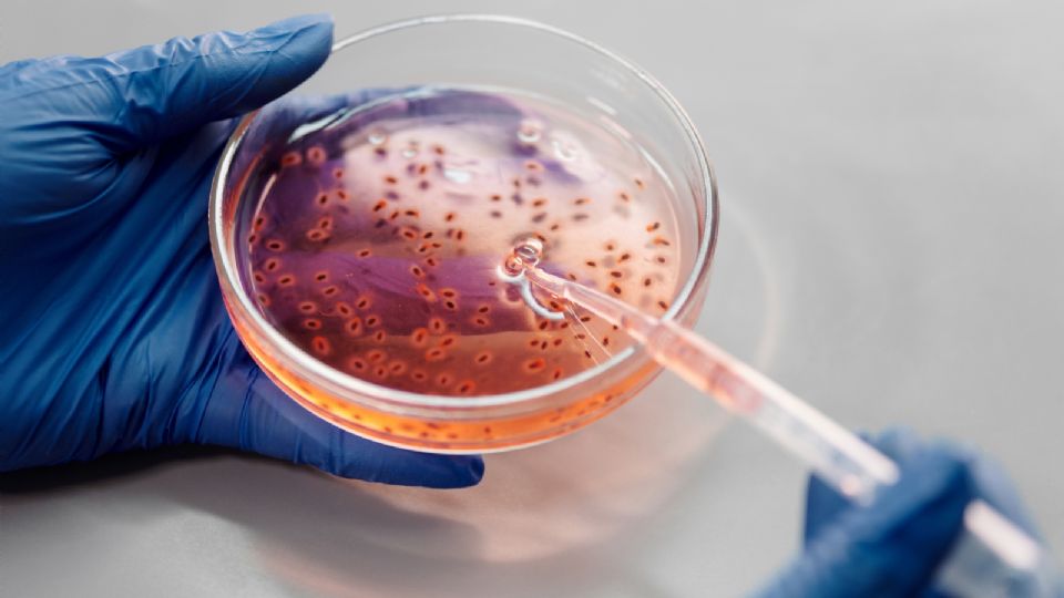 En 2014, el Enterovirus causó un brote de contagios en Estados Unidos.