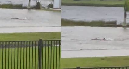 Huracán 'Ian': Tiburón es captado en calles de Florida por marejada ciclónica