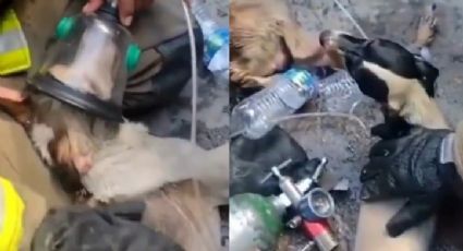 Bomberos rescatan a unos perritos de un incendio en Tijuana| VIDEO