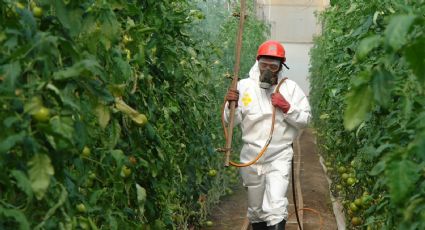 Fortalecerán México, EU y Canadá regulación sobre plaguicidas agrícolas