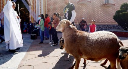 Mascotas desfilan en iglesias de México por el día de San Antonio Abad | FOTOS