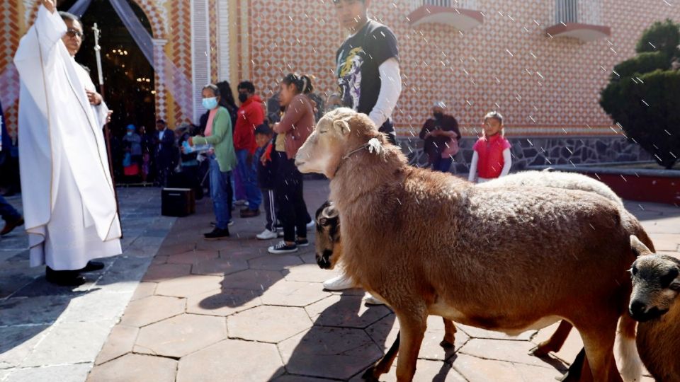 Animales acuden a la iglesia por el día de San Antonio Abad.