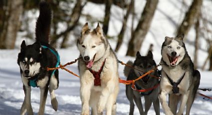 Husky Siberiano: Conoce las características de la raza amante de la nieve