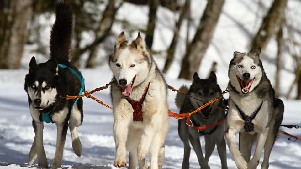 Los Husky Siberiano, los amantes de la nieve.