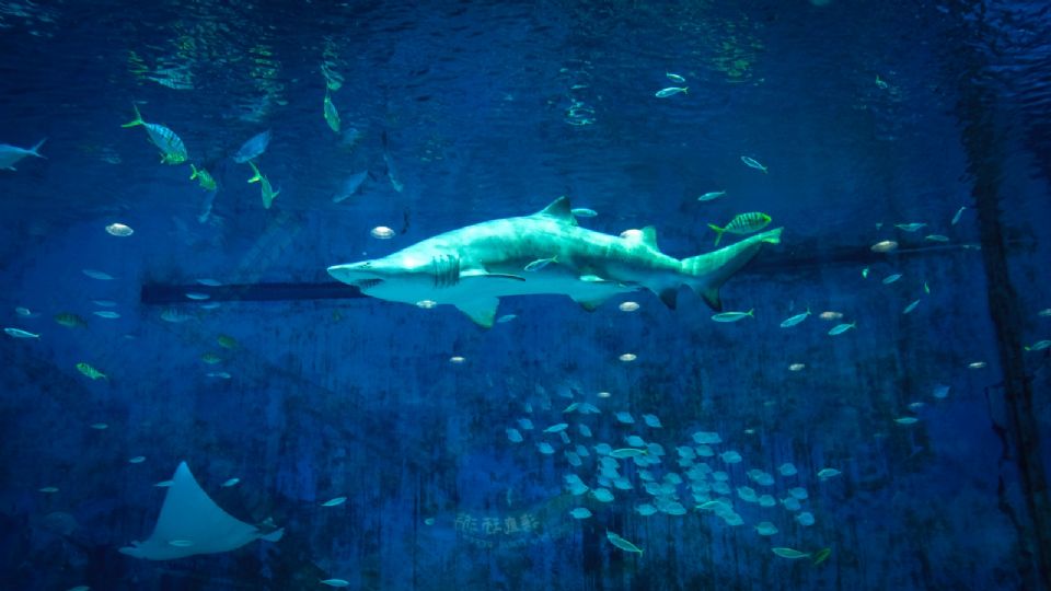 Imagen que muestra a un tiburón y a varios peces.