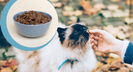 Nupec Indoor: qué tan buena es la marca de croquetas para gatos, según la Profeco