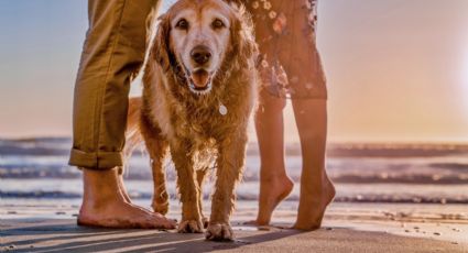 Con este test podrás saber si tu perro es realmente feliz viviendo contigo