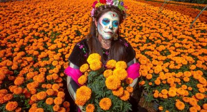 Día de Muertos 2023: 5 datos que no conocías sobre la Flor de Cempasúchil y su importancia en la ofrenda