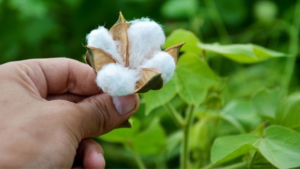 El algodón es una fibra vegetal.