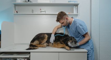 Vacuna Bordetella ¿por qué es importante aplicarla a tu perrito?