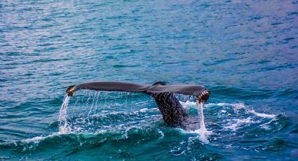 Biólogos se sorprenden con increíble avistamiento de ballenas en peligro de extinción