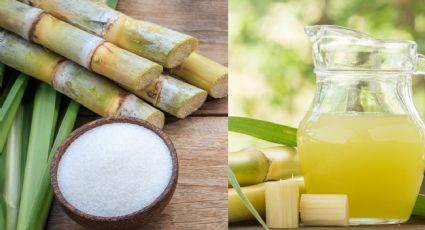 Caña, la planta de la que se extrae el azúcar; ¿cuáles son su beneficios?