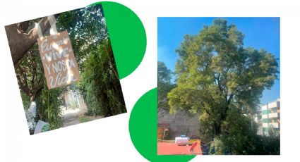 Vecinos logran rescatar árbol de más de 150 años que iba a ser talado en la CDMX
