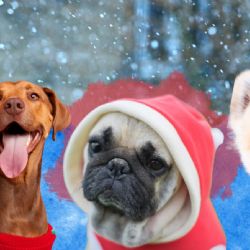 ¿Es malo ponerle suéter a tu perro en invierno? Esto dicen veterinarios