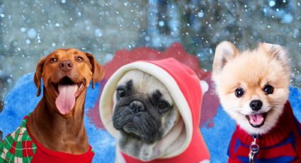 ¿Es malo ponerle suéter a tu perro en invierno? Esto dicen veterinarios