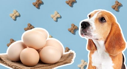 ¿Es malo darle huevo a los perros? Esto dicen expertos