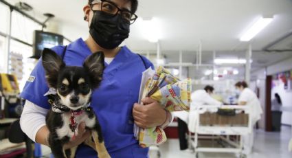 Colaboran perritos en más de 3 mil 300 intervenciones terapéuticas en Hospital Pediátrico Coyoacán