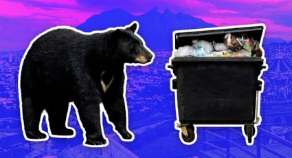 Secretaría de Medio Ambiente de Nuevo León buscará proteger a osos de comer basura