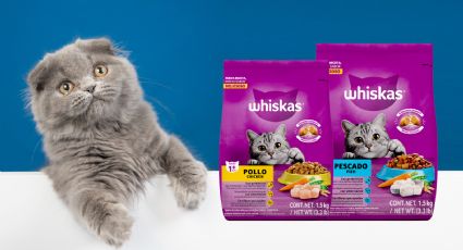 Whiskas: ¿Qué tan buena es la marca de croquetas para gatitos, según la Profeco?