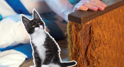 ¿Cómo evitar que tu gato rasgue los muebles de la casa?