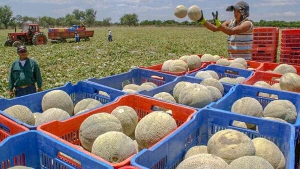 Melones mexicanos son investigados en EU y Canadá por un brote de salmonella qua ha dejado al menos 8 muertos.