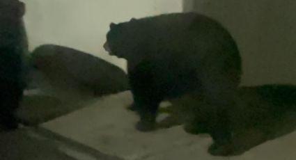 Captan oso paseando en la zona sur de Monterrey
