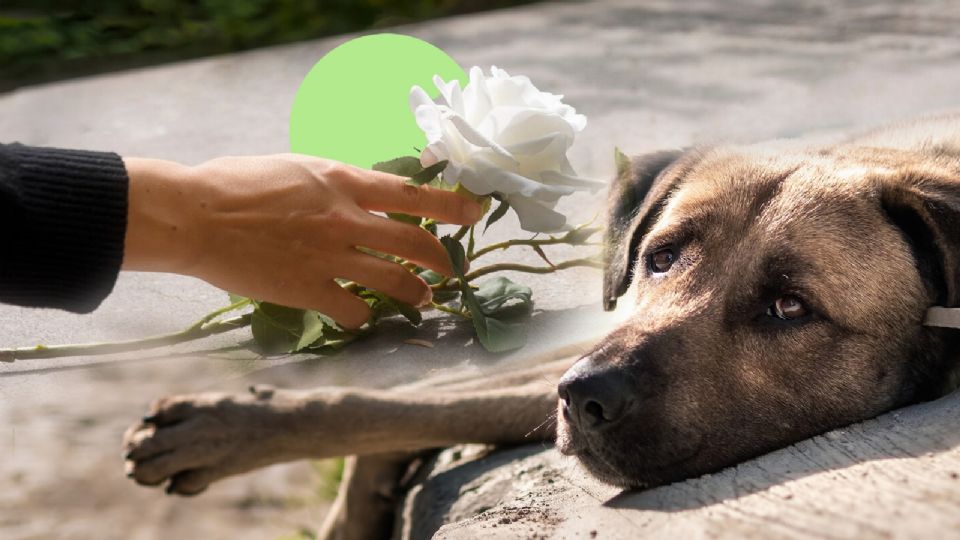 ¿Qué pasa con los perros cuando muere su dueño? Esto dice la Universidad de Harvard