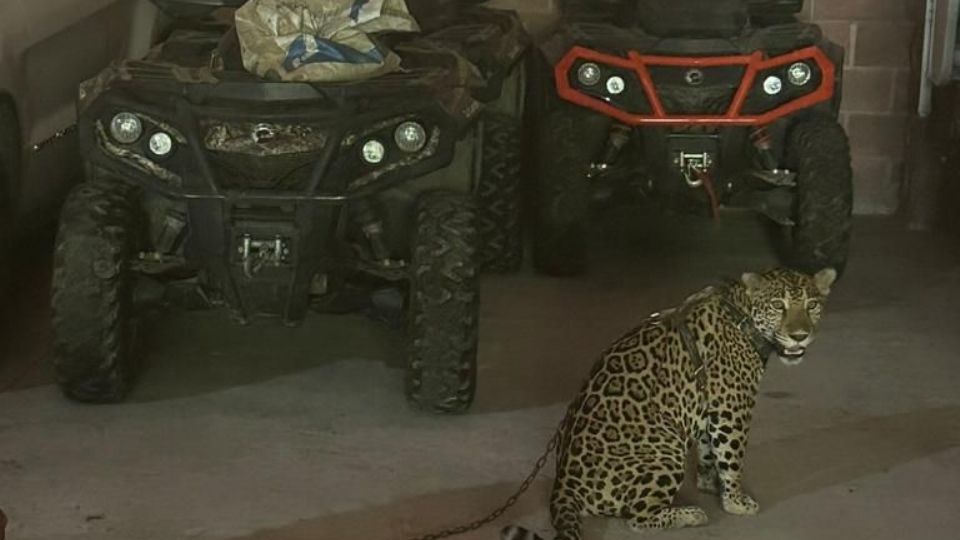 Se decomisaron varias especies exóticas como un jaguar.