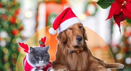¿Cómo afecta la Navidad a los perros y gatos?