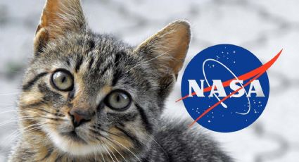 NASA: Video de gato podría cambiar la comunicación espacial