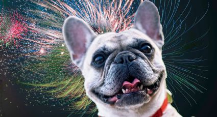 Cuida a tus mascotas de los fuegos artificiales con los consejos de una experta